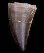 Mosasaur Tooth - Cretaceous Reptile #10219-1